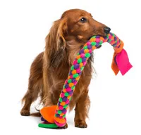 Dachshund chewing on a colorful toy.